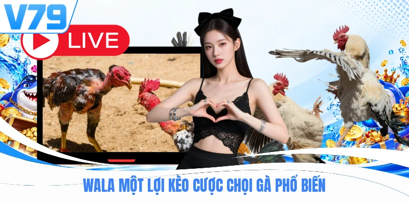 Wala một lợi kèo cược chọi gà phổ biến